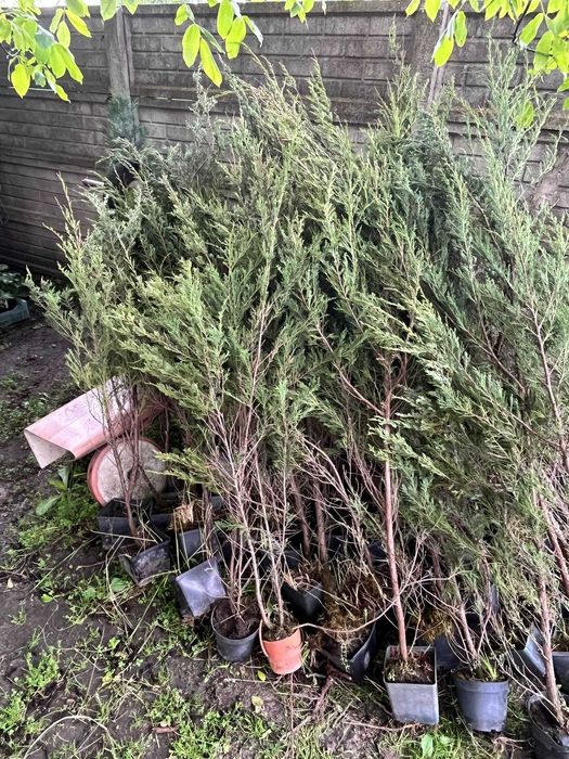 Wyprzedaż jałowców skyrocket w donicach