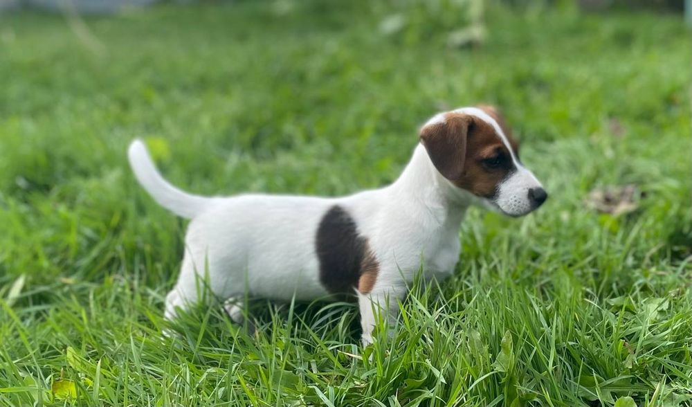 Дівчинка Джек Рассел