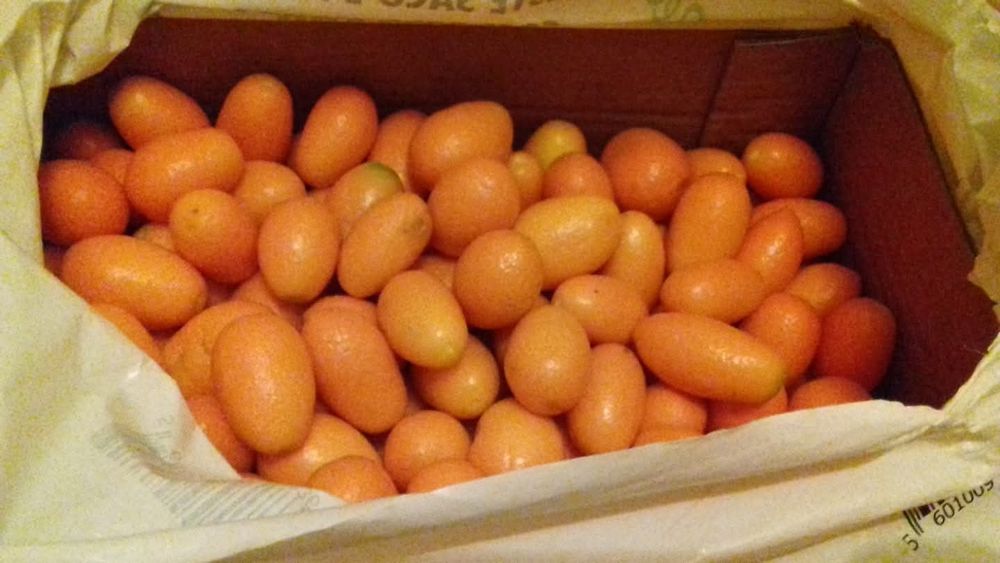 Vendo kumquat (kg)