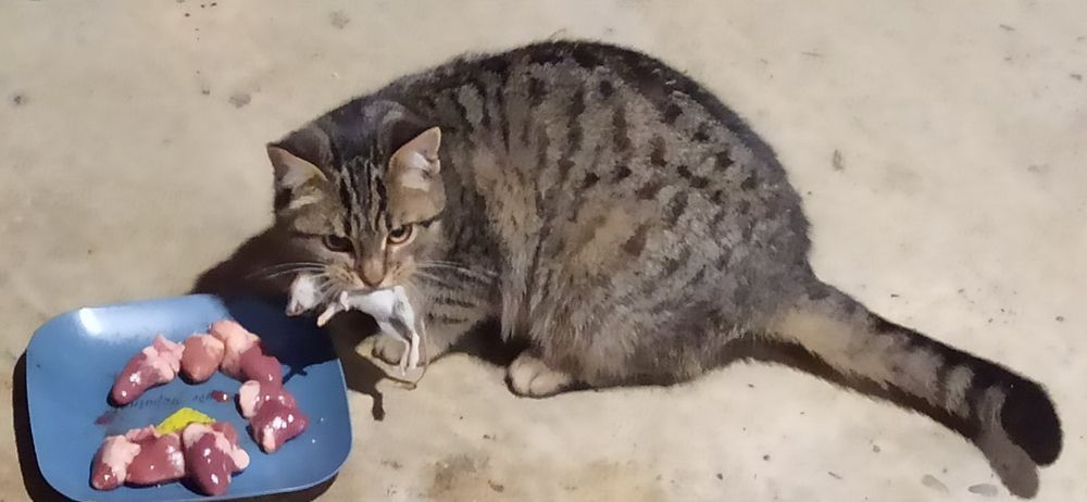 Віддам безкоштовно кошеня