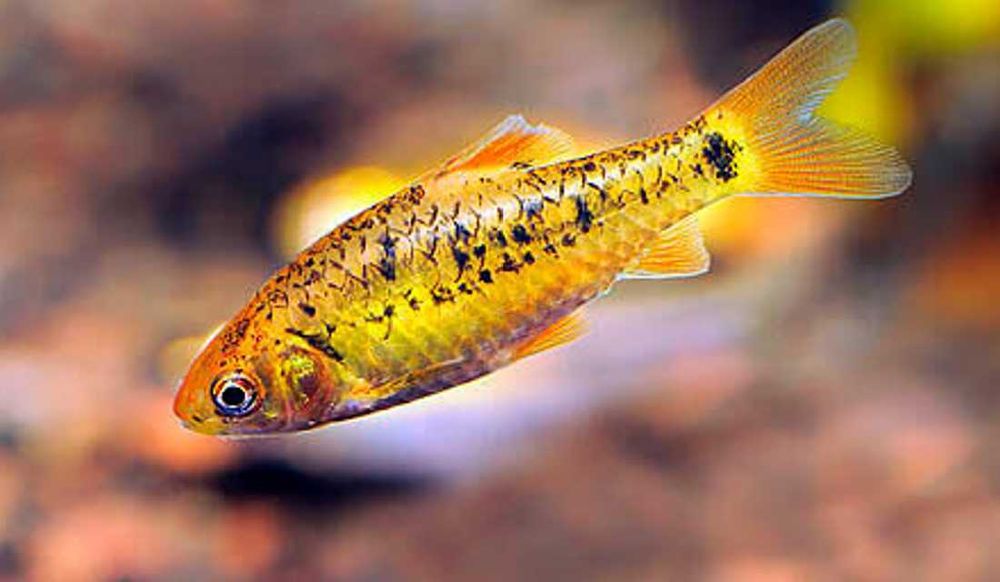 Brzanka brokatowa - Brzanka Schuberta - Brzanka chińska - dowóz