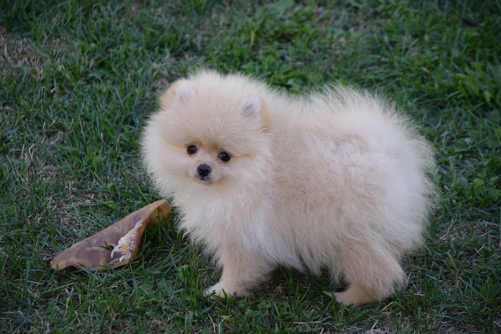 Wika - suczka Pomeranian szuka nowego domu