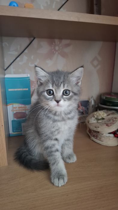 Продаються кошенята