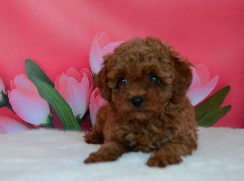 Собачка той пудель дівчинка