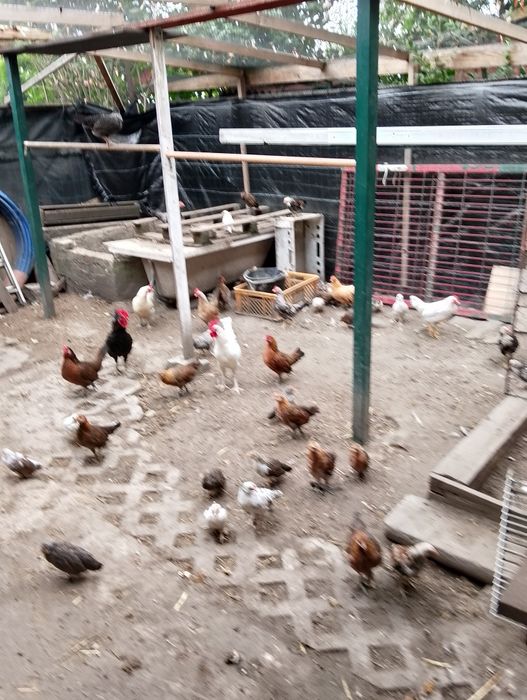 Sprzedam kury liliputki -kazelki różnym wieku. Dorosłe dwie kury plus koguta 150zl