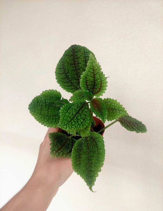 Planta Pilea Moon Valley