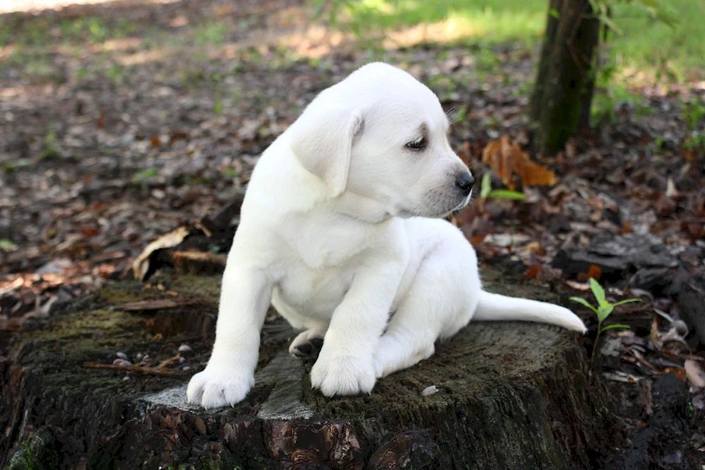 Біла дівчинка Лабрадор Ретривер Доставка в Німеччину оплата по факту