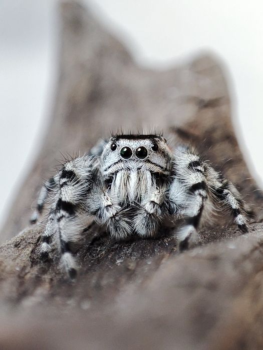skakun Phidippus adumbratus
