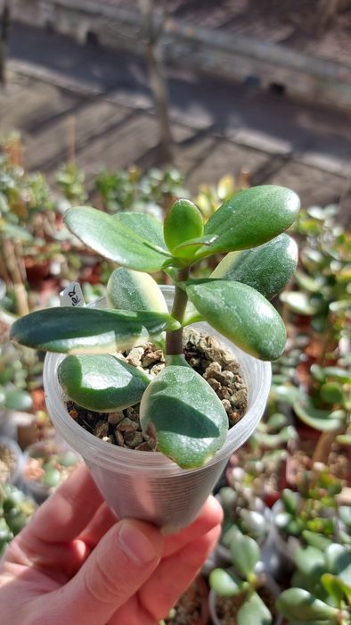 Крассула Ланкастер Crassula Lancaster  USA *rare crassula