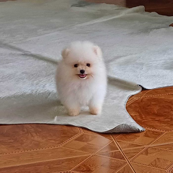 Spitz Alemão Anão e/ou Lulu da Pomerânia  FEMEA   com  LOP e AFIXO