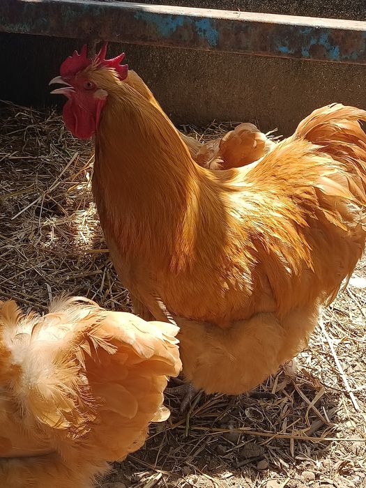 Ovos  de orpington