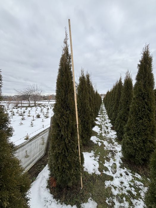 Туя смарагд 250грн