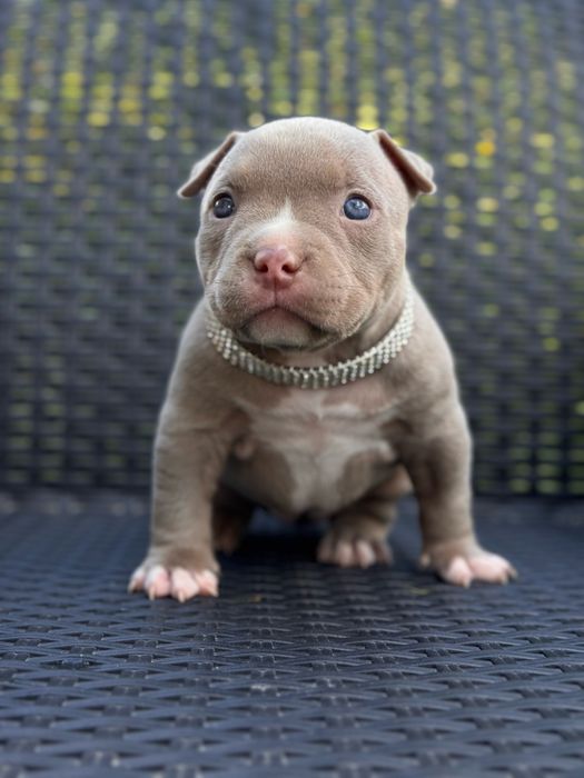 american bully - Тварини - OLX.ua