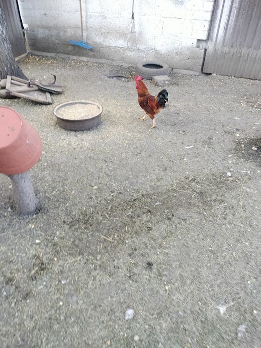 Drób kaczki gęsi koguty