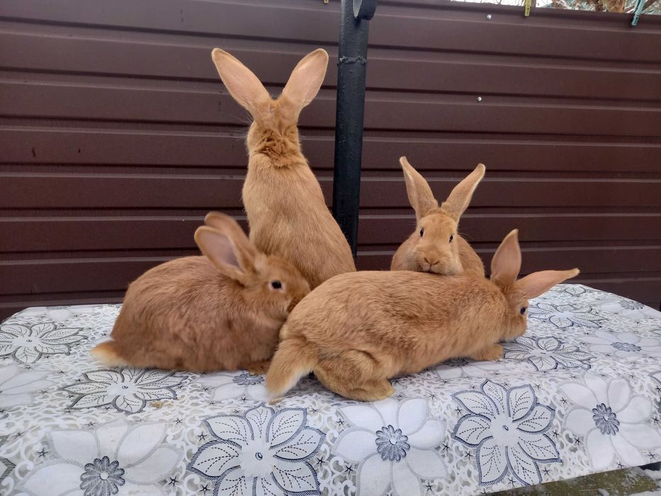 Продам, кроликів породи Боргундія: