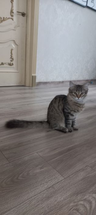 Это наш супер красавчик. Весь в бабушку , которая была МейнКун!