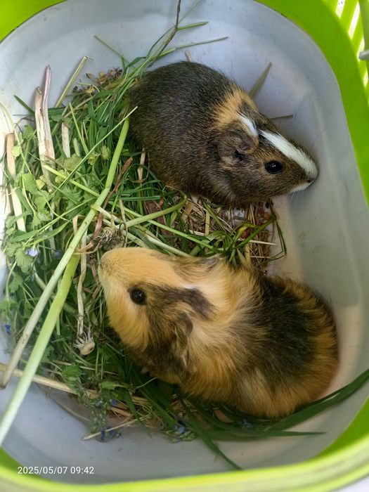 Świnki morskie kawie domowe, amerikan -gładkowłose i