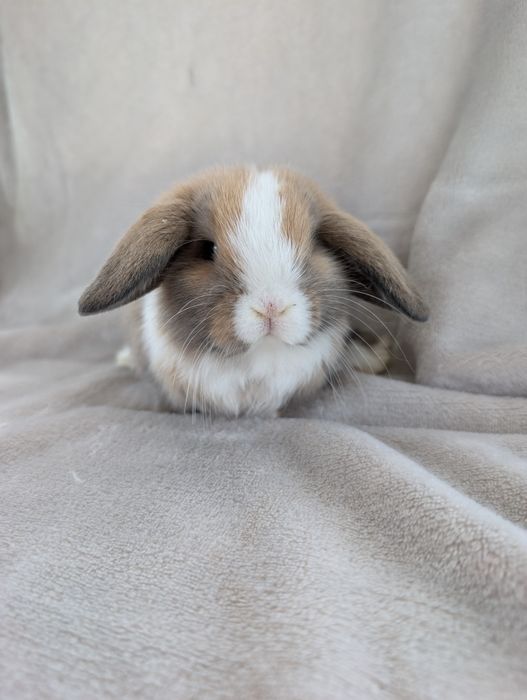 Mini lop, baranek miniaturka, metryka