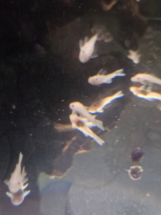 Анциструс snow White не вуаль