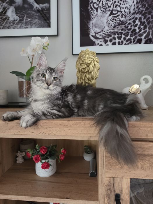 Skiper kocur Maine Coon