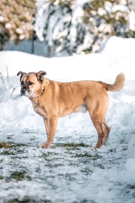 Ares weteran jastrzębskiego schroniska