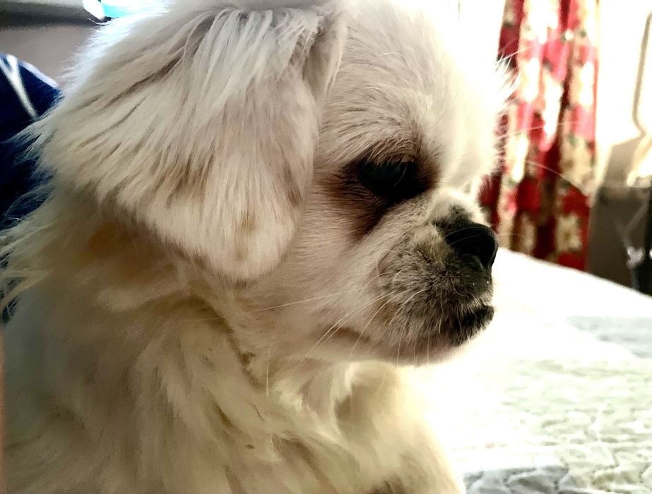 Cadela cruzada de Pequines