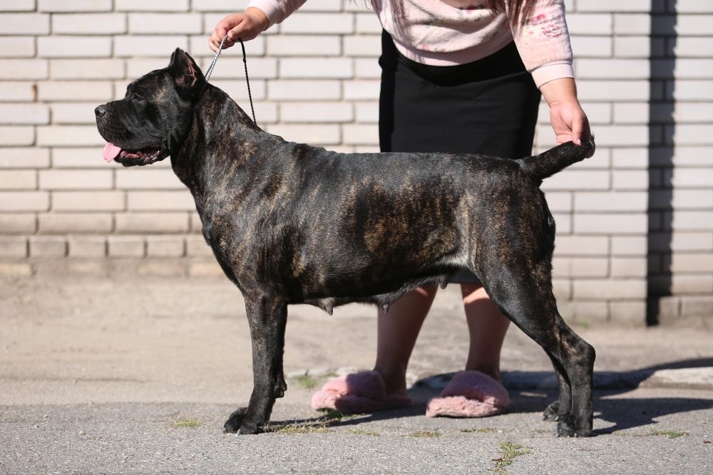 Черный мальчик  кане корсо Тор