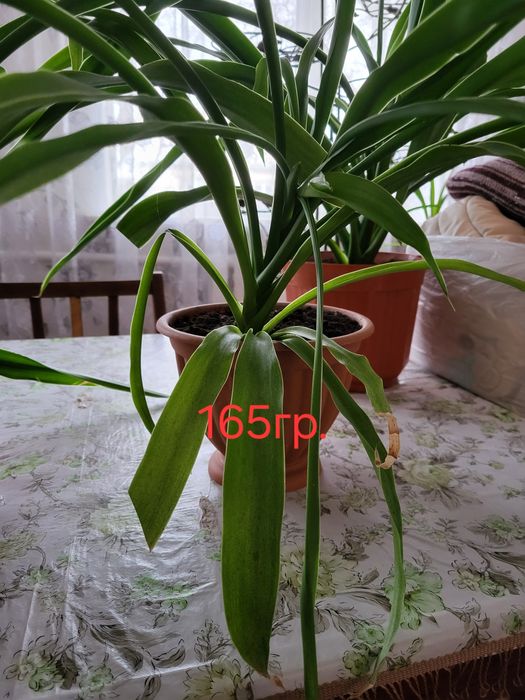 Пальми Монстера та Панданус.