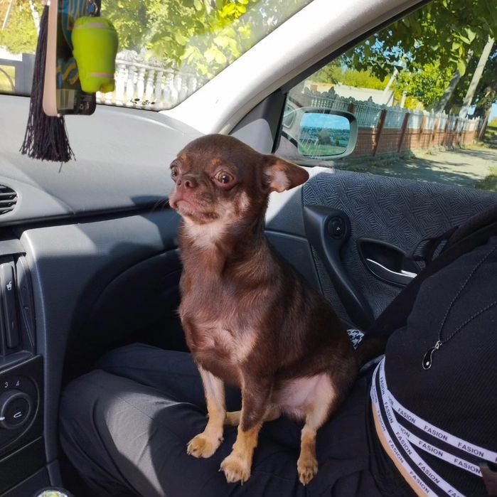 Чіхуахуа для в'язки хлопчик