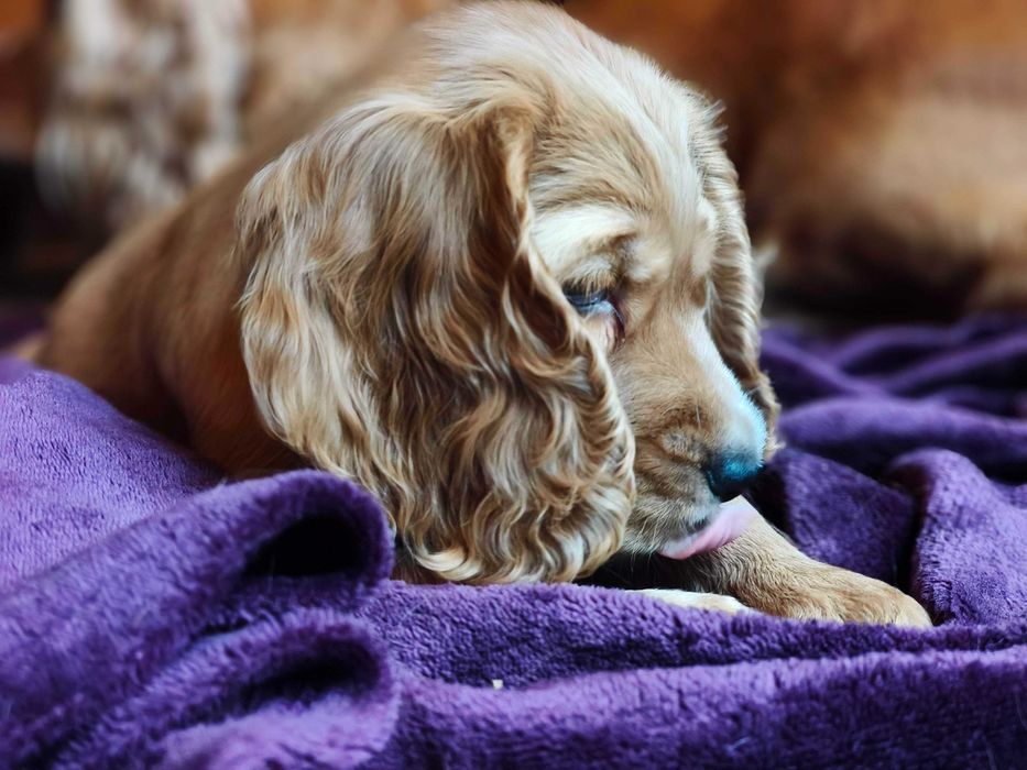 Sunia Cocker Spaniel Angielski - pełny rodowód