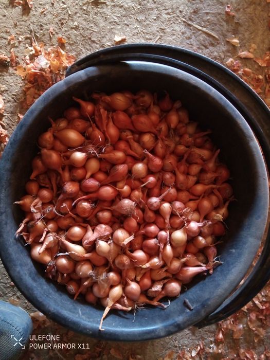 Лук севок арпажи