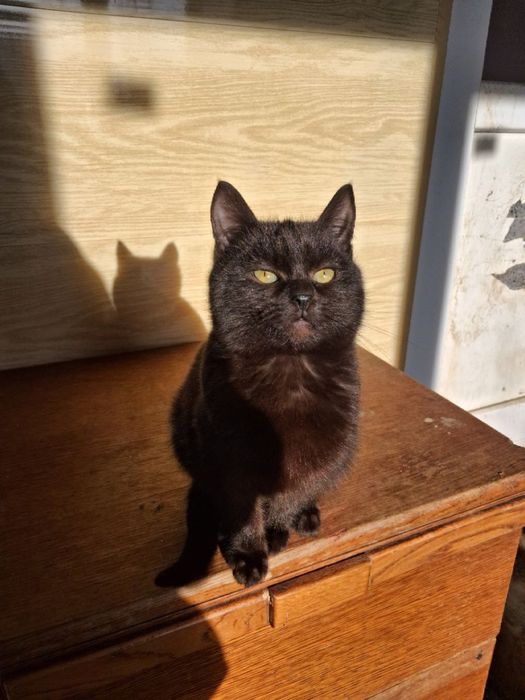 Кошенята шукають родину