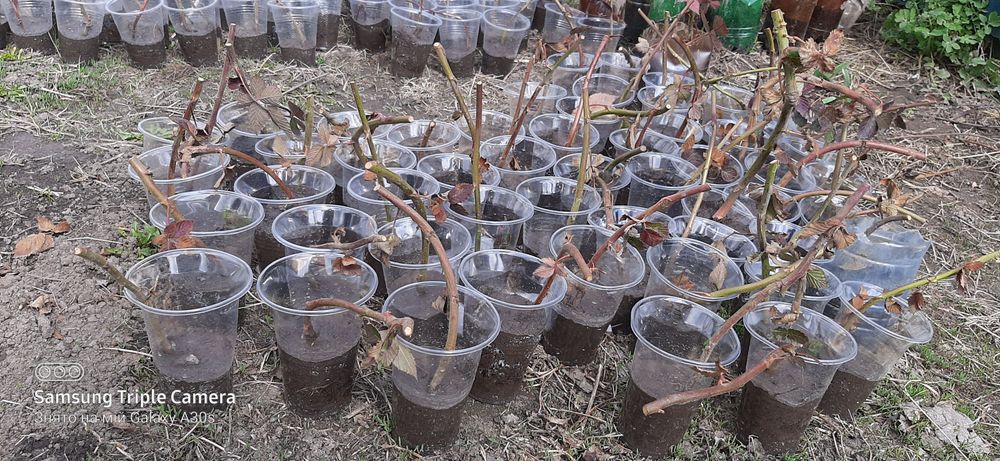 Продам саджанці ожини