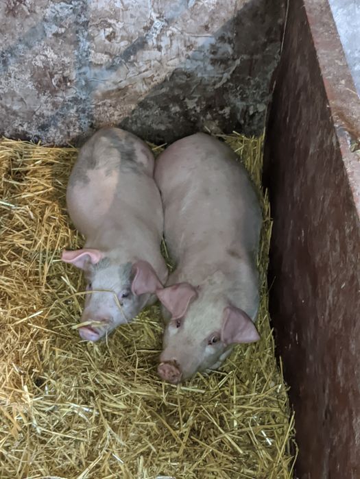 Поросята свині свинки кабанці