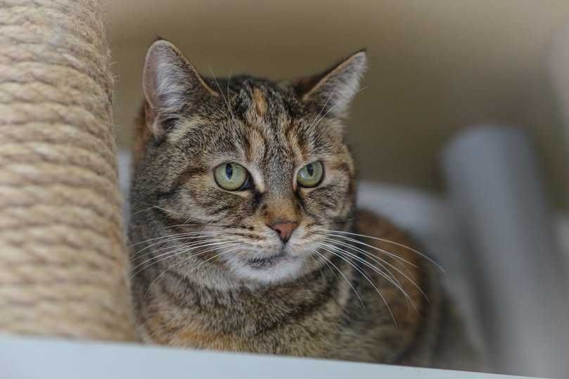 Mario - nieśmiały kocur szuka domu!