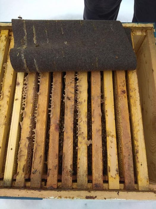 Продам бджолопакети