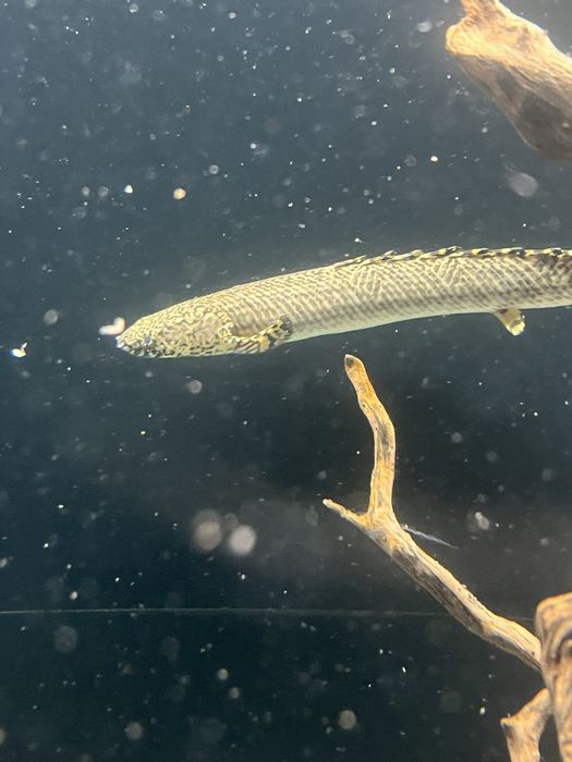 Poly ornatipinnis + 25cm!!!