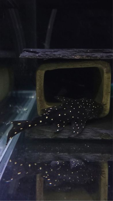 Ancistrus L184 L107 F1 3,5-4cm