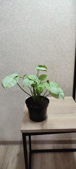 Кімнатні квіти сингоніум,аглеонема