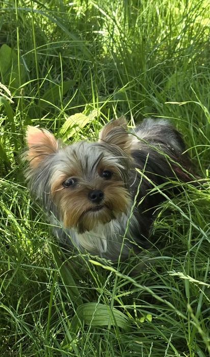 Piesek roczny Yorkshire terrier