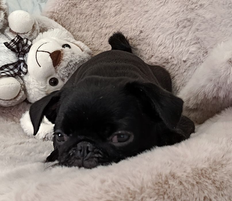 Бомбезні мопсики