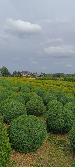 Bukszpan wieczniezielony - rośliny ozdobne
