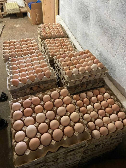 Яйца інкубаційний