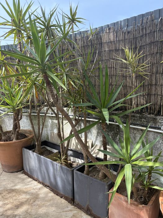 Conjunto de yuccas adultas em vasos – jardim pronto