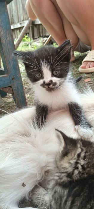 Віддам маленьких  котиків