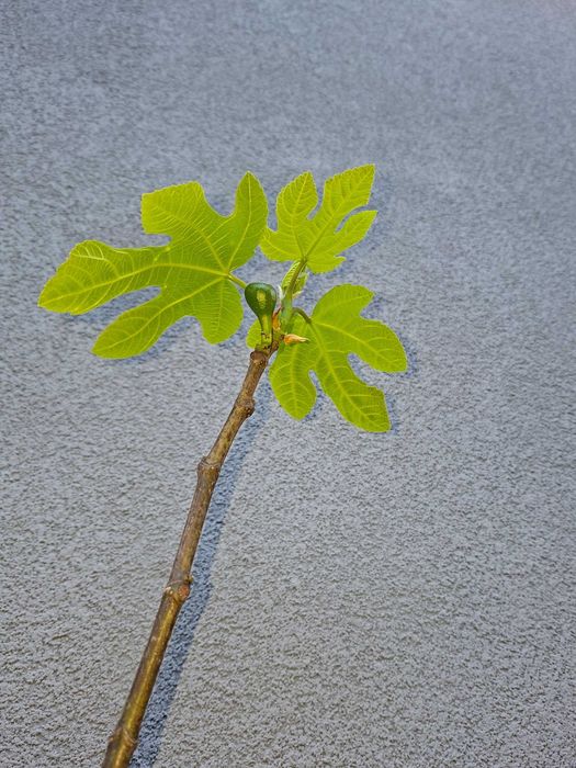 Drzewka figowe z owocami, Ficus carica