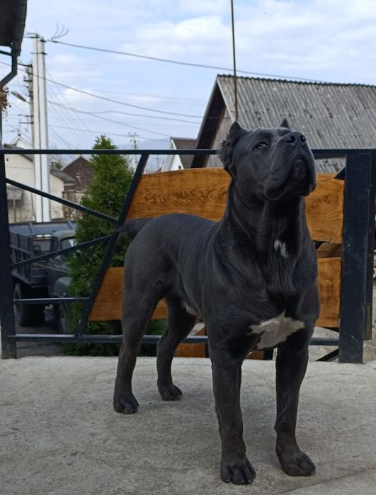 Щенята Кане корсо