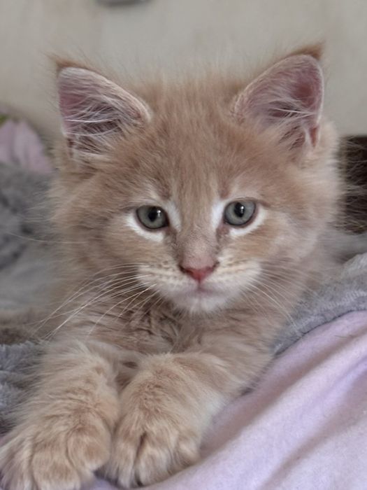 Очаровательные котята