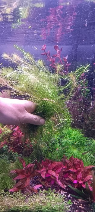 Rośliny akwariowe różne gatunki