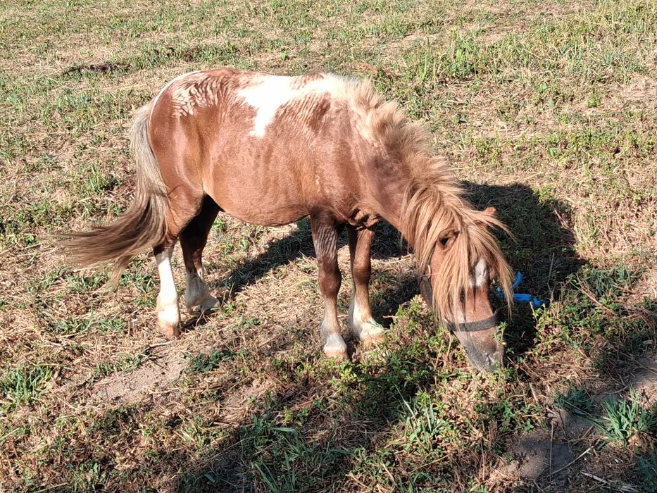 Vendo pónei macho enteiro muito meigo
